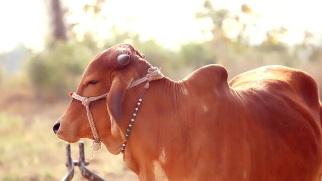Sacred Desi Indian cow at Goshala